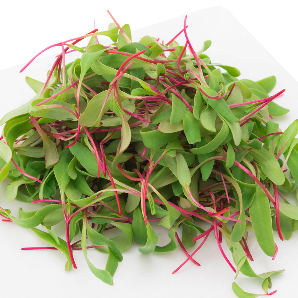 Beet Greens | Organic microgreens farm fresh greens MA urban farmers