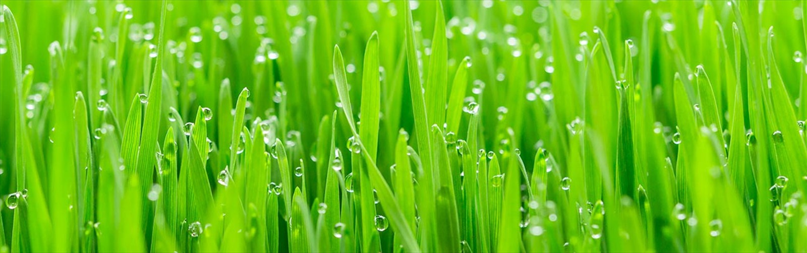 Organic wheatgrass | Green juice wheatgrass shot soil grown organic