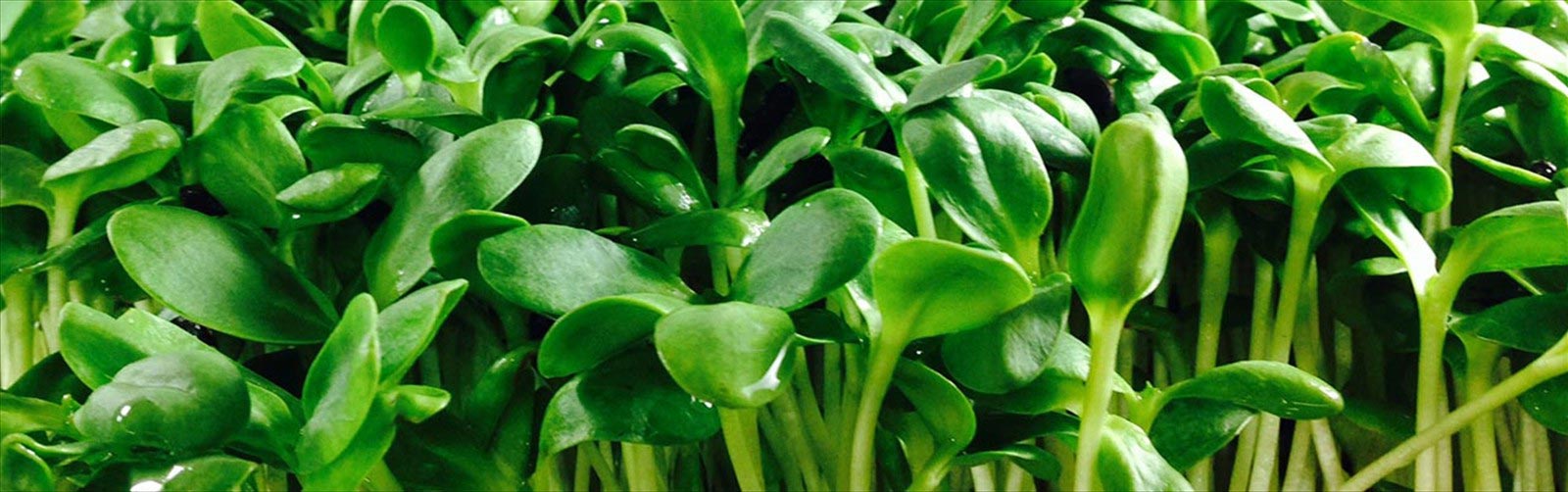 Sunflower microgreens| Organic farm fresh greens micro herbs custom mixes 