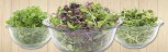 USDA organic | Microgreens salad mix organic greens MA RI