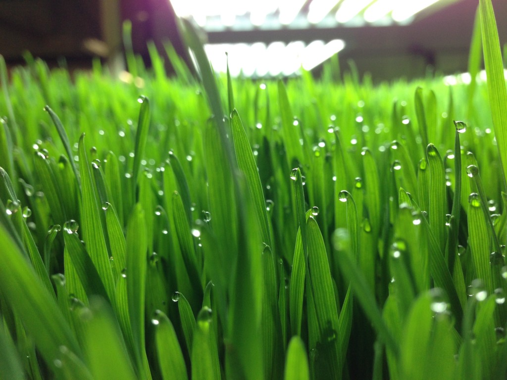 Organic Wheatgrass