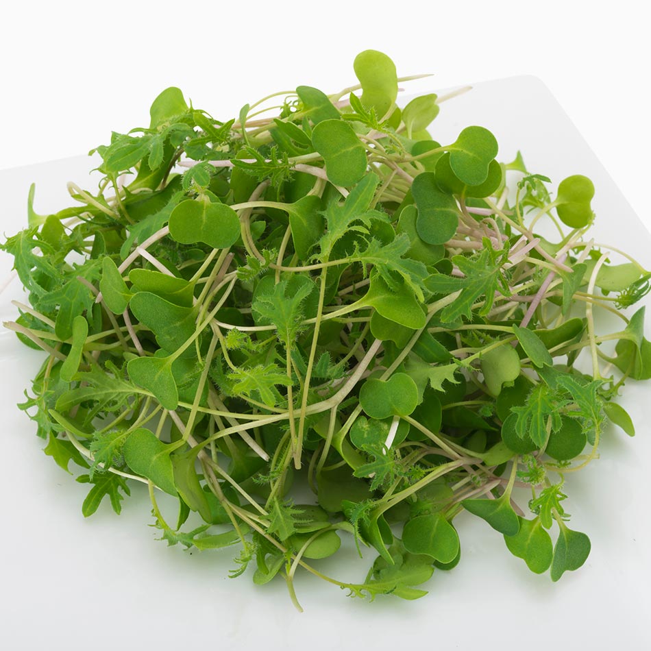 Organic Baby Kale | USDA organic microgreens MA RI urban farm