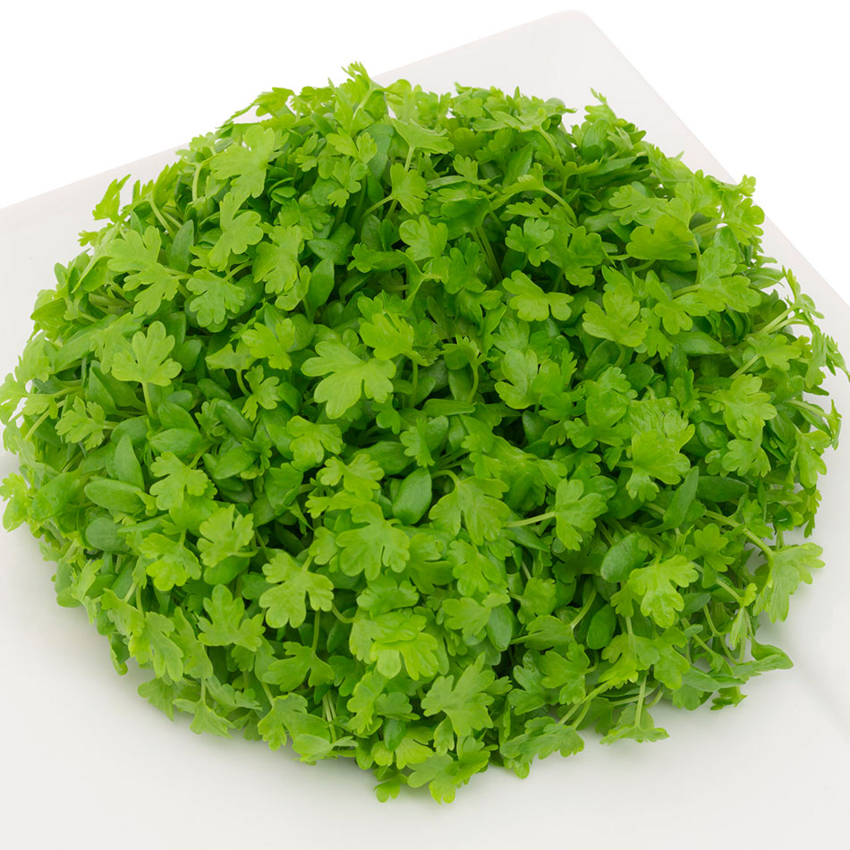 Organic Celery | Micro herb organic microgreens farm fresh produce