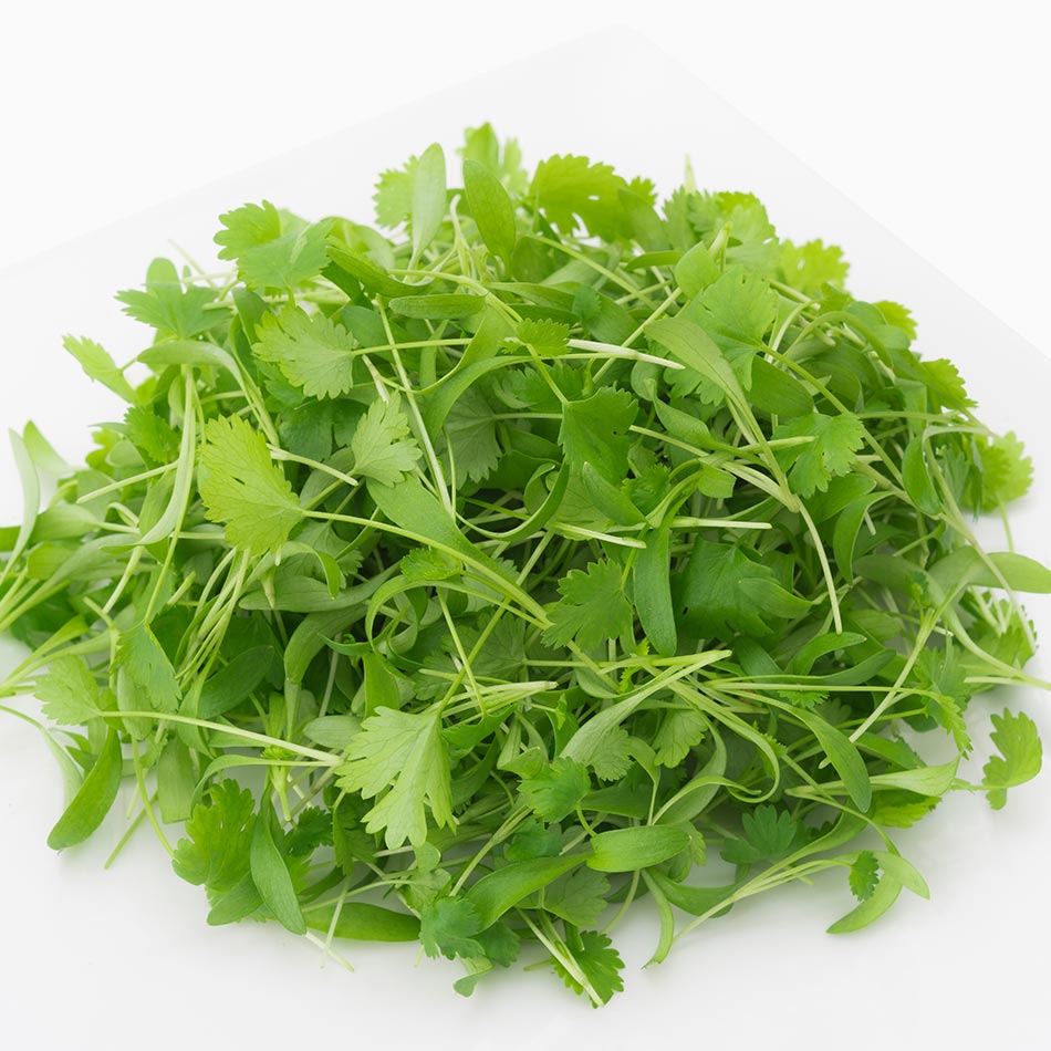 Organic Cilantro | Micro herb organic greens urban farm fresh microgreens