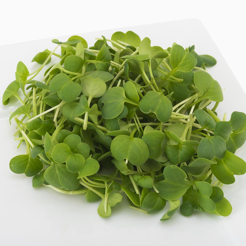 Organic Daikon Radish | Fresh microgreens super greens custom mixes
