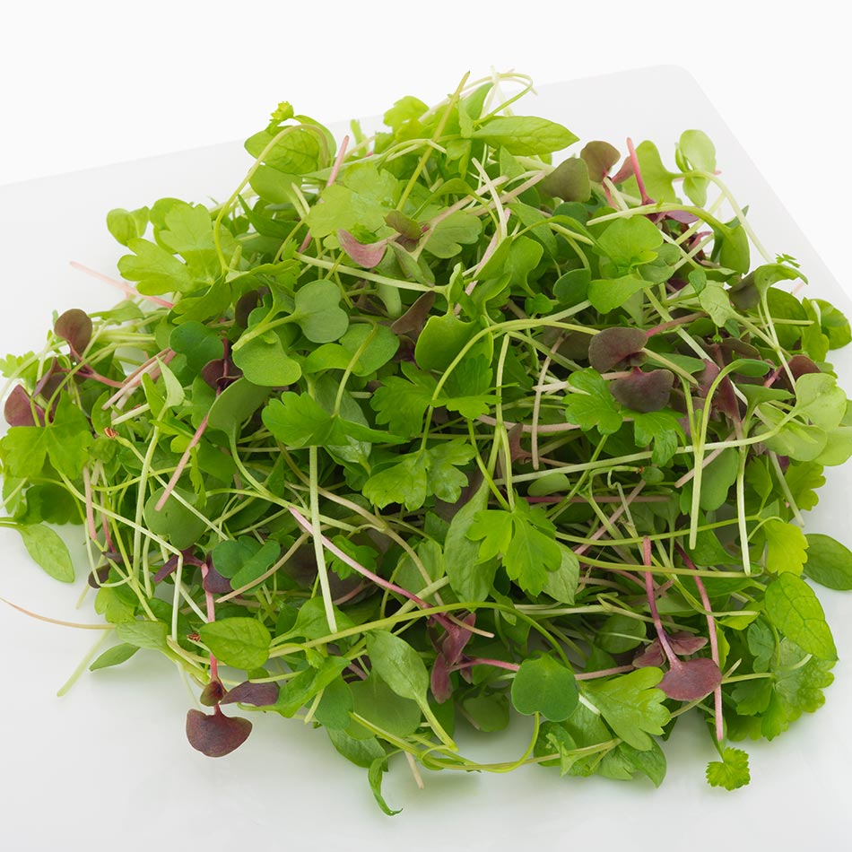 Organic Italian Herb Blend - mixed green salad custom microgreens mix