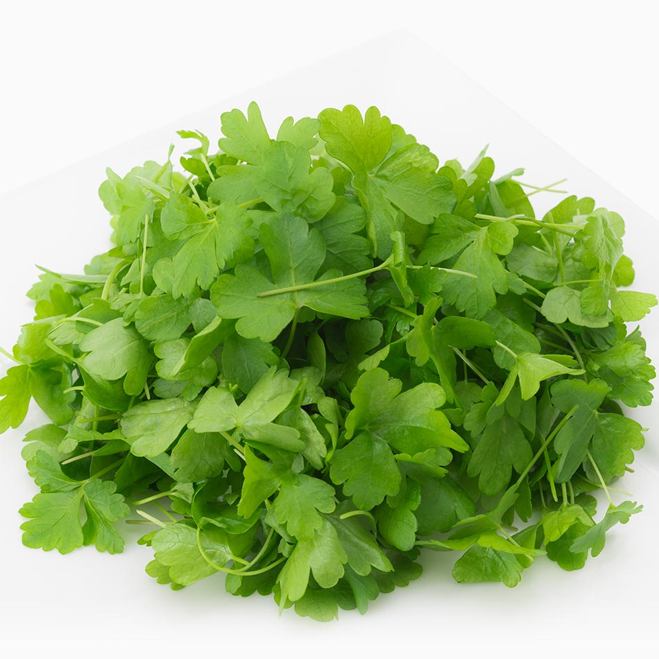 Organic Parsley | organic micro herbs microgreens