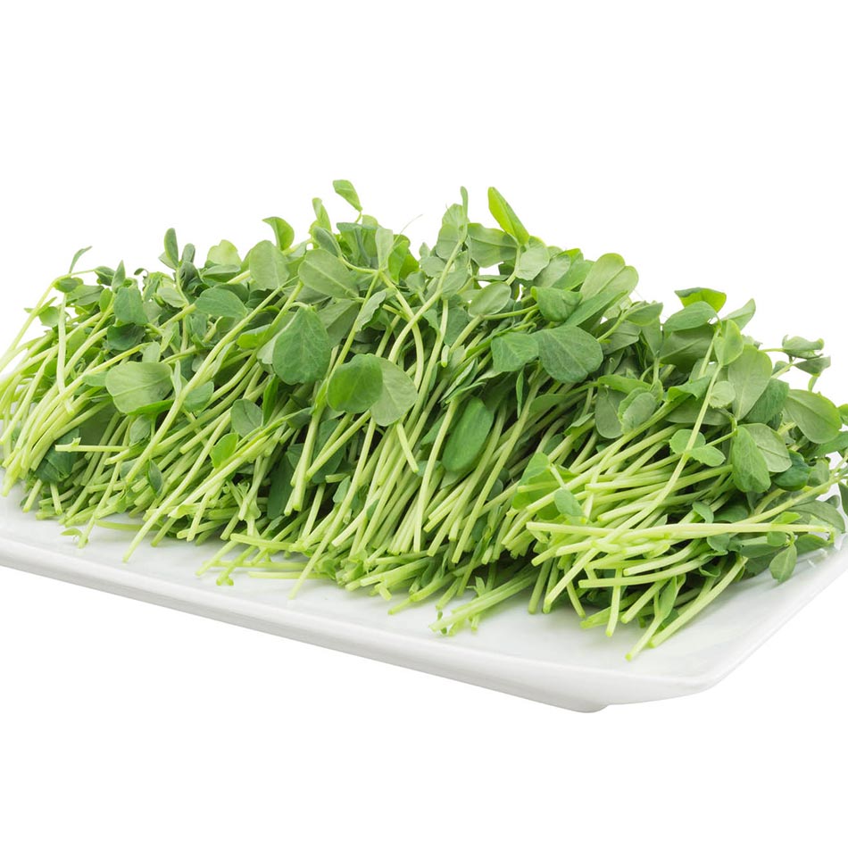 Organic Pea Shoots | Fresh microgreens local urban farm MA RI