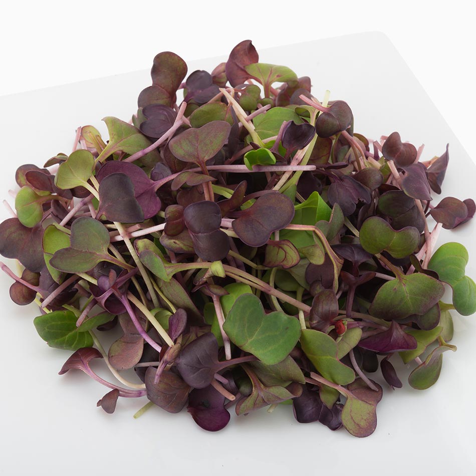 Organic Purple Dakon Radish | Micro-greens tender greens farm fresh