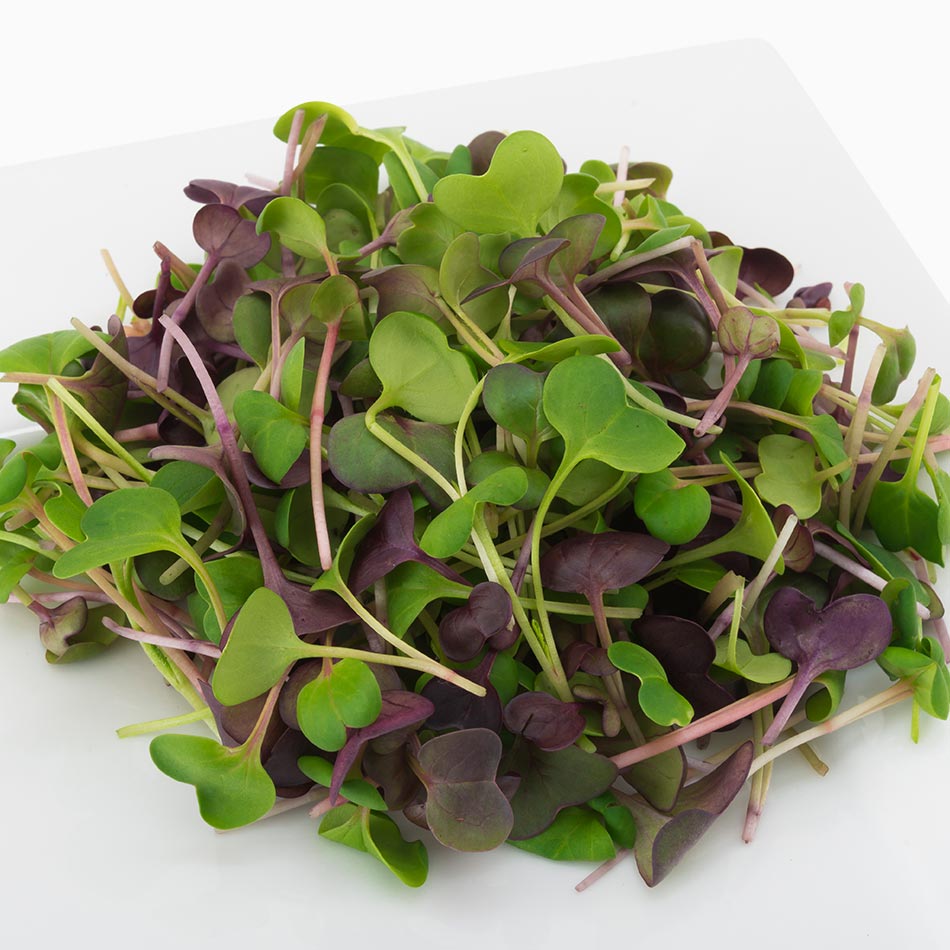 Organic Radish Mix | Microgreens purple radish fresh greens