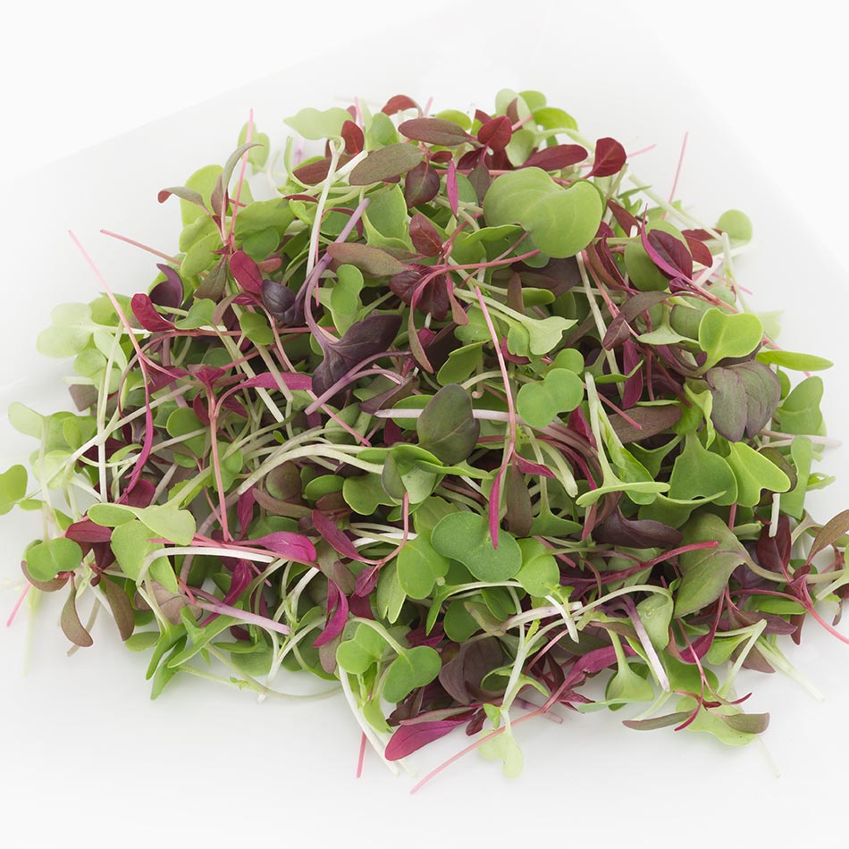 Organic Rainbow Mix | Microgreens salad kale pac choy radish red amaranth