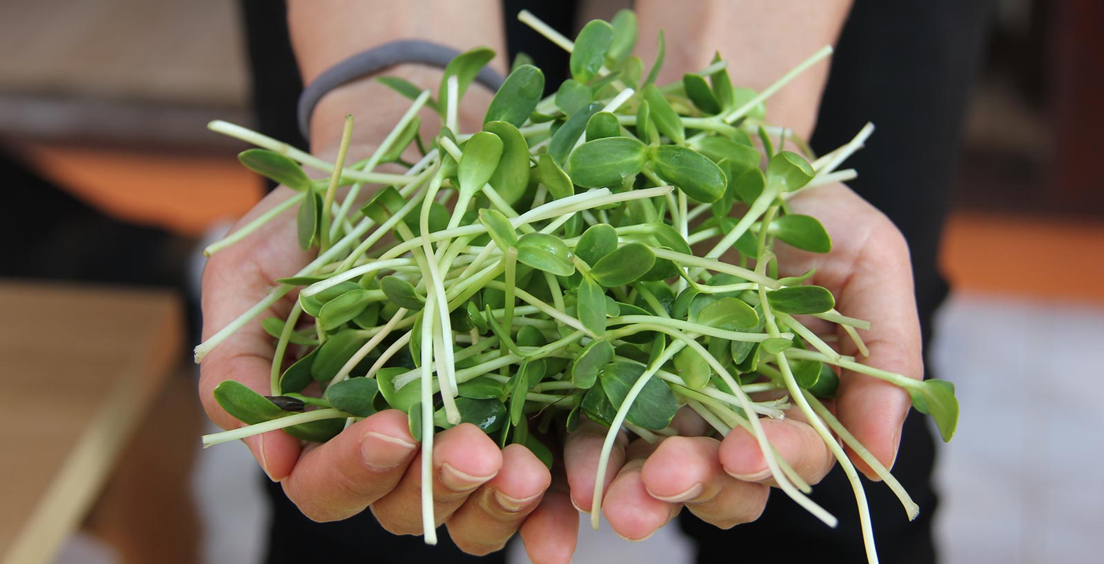 Sunflower shoots | Organic microgreens farm fresh greens