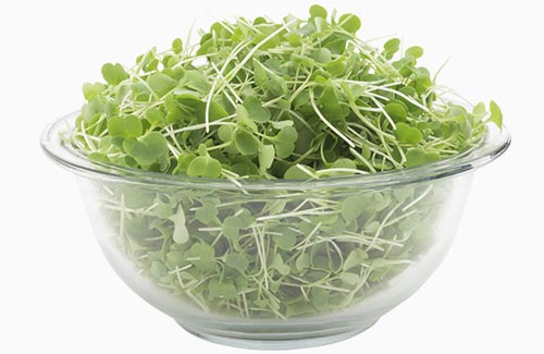 Organic Arugula | Fresh microgreens organic greens MA RI local farm