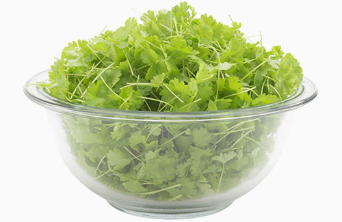 Organic Parsley – micro herb microgreens MA local harvest