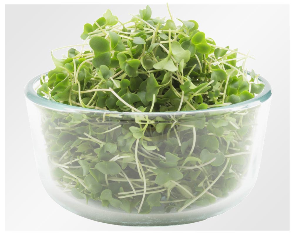 Organic broccoli microgreens | Fresh micro greens local farm produce