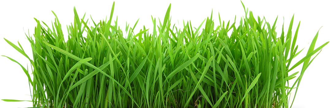 Organic wheatgrass | Green juice nutrients wheatgrass juicing